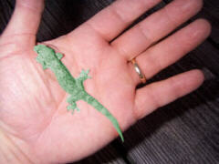 Gecko - actual size